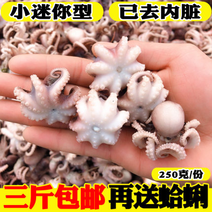 迷你八爪鱼海鲜鲜活小八爪鱼冷冻新鲜迷你小章鱼八抓鱼火锅食材