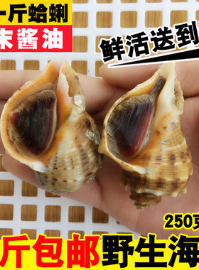 海螺鲜活新鲜小海螺野生大海螺当天捕海螺肉海鲜水产贝类 3斤包邮