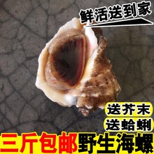 250g 包邮 海鲜水产 鲜活海螺新鲜大海螺野生连云港特产贝类海鲜3斤