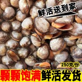 海鲜水产贝类鲜活毛蛤新鲜蛤蜊大毛蛤野生贝类血蛤大毛蚶海毛蛤
