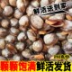 海鲜水产贝类鲜活毛蛤新鲜蛤蜊大毛蛤野生贝类血蛤大毛蚶海毛蛤