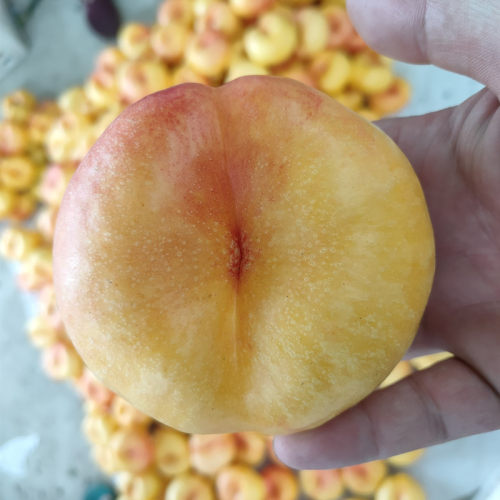 山东蒙阴油蟠桃纯甜多汁