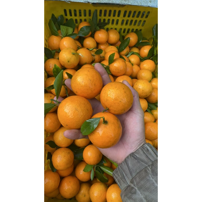 德庆皇帝贡柑皇帝柑贡柑德庆贡柑梅州沙田柚子大白心白肉柚子,水产肉类/新鲜蔬果/熟食,水果礼盒/水果组合,淘宝优惠券,粉丝福利购,淘宝优惠卷