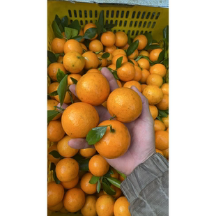 德庆皇帝贡柑皇帝柑贡柑德庆贡柑梅州沙田柚子大白心白肉柚子