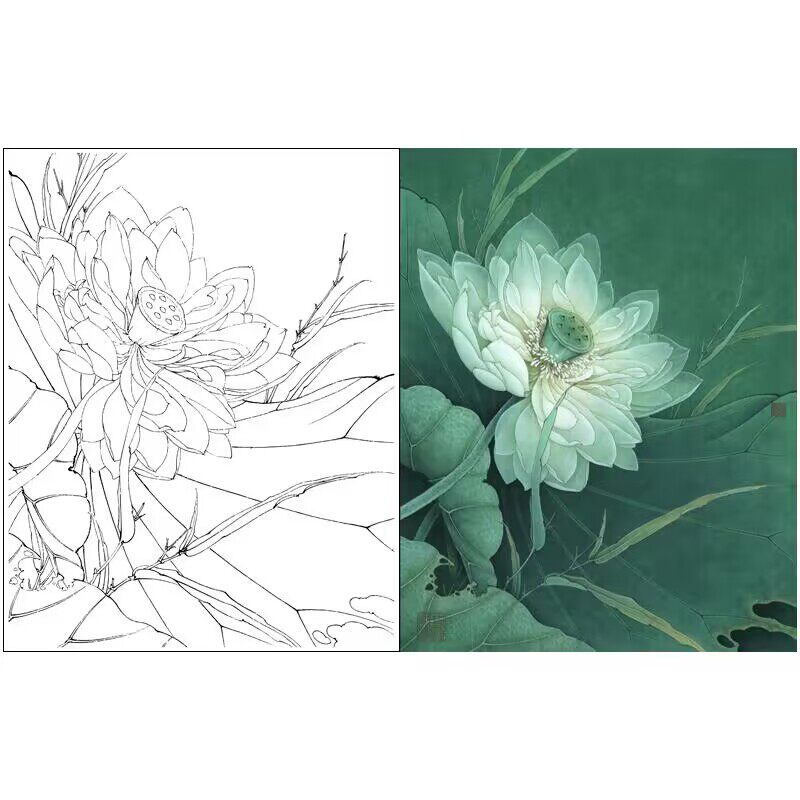 李晓明工笔花鸟白描底稿荷花荷池清梦图带步骤图文字说明底稿383