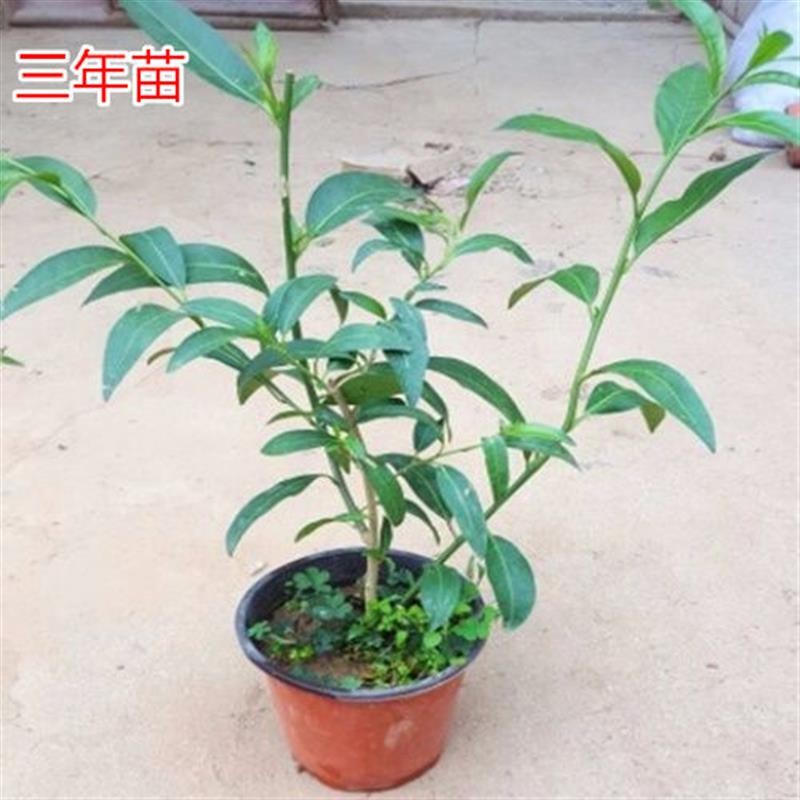 夜来香花树苗盆栽九里香花卉室内阳台驱蚊绿植物鲜花四季开花好养 鲜花速递/花卉仿真/绿植园艺 时令草本花卉 原图主图