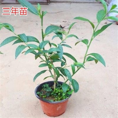 夜来香花树苗盆栽九里香花卉室内阳台驱蚊绿植物鲜花四季开花好养