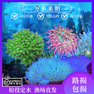 万鱼来朝绿奶嘴海葵珊瑚荧光绿紫点白葵海洋生物小丑鱼共生葵地毯