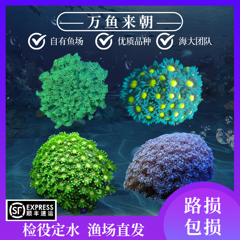 宝石花珊瑚海水珊瑚万鱼来朝