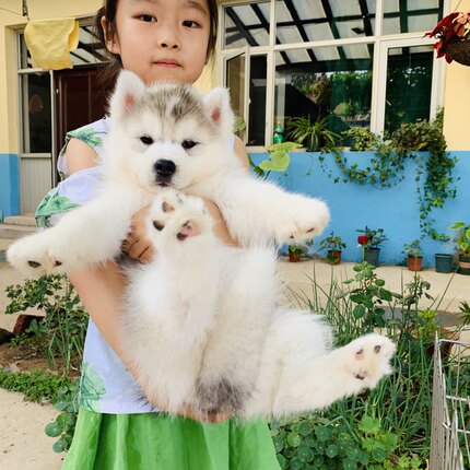 哈士奇幼犬 纯种烟灰色梦幻色黑色二哈雪橇犬活体家养宠物狗狗活