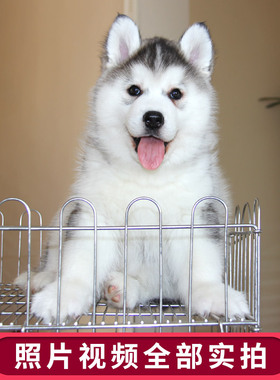 北京蓝眼睛犬舍哈士奇繁殖活体赛级血统烟灰色梦幻色幼犬纯种黑色