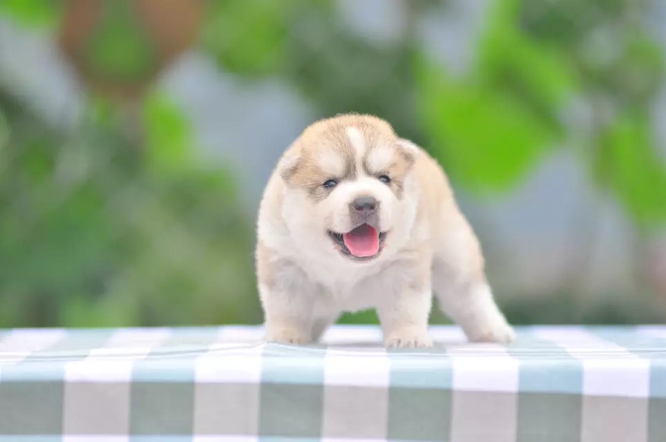 出售纯种哈士奇幼犬纯种活体二哈宠物狗西伯利亚雪橇犬三火蓝眼