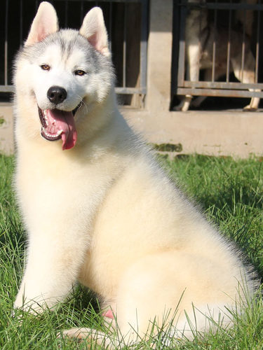 银灰色哈士奇种公对外借配配种