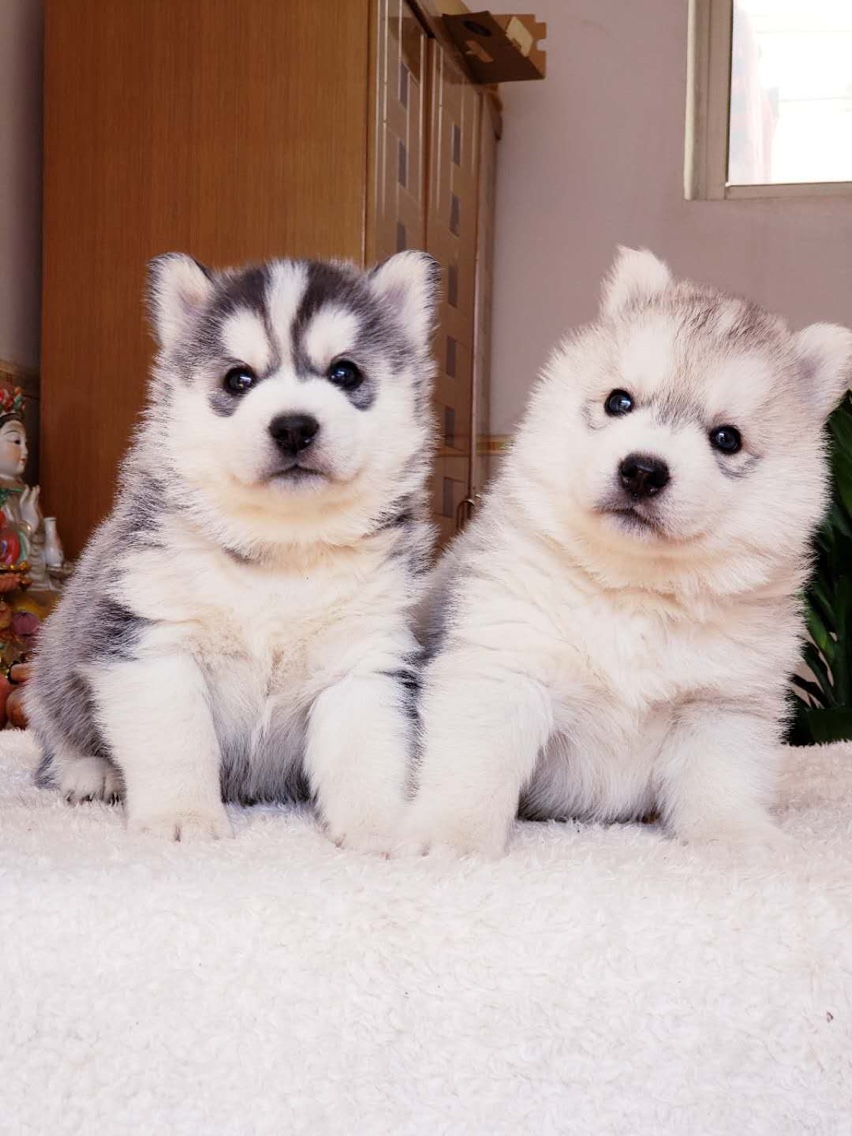 纯种哈士奇犬幼犬 三把火蓝眼睛二哈 宠物狗狗活体小狗雪橇犬狼狗