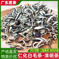 2025新茶韶关仁化白毛茶清明茶红山浓香耐泡春茶茶农直销广东绿茶