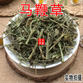 包邮 云南野生中药材马鞭草 马边草马鞭梢