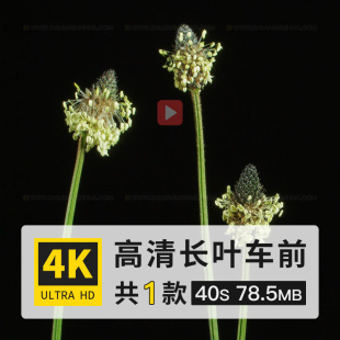 长叶车前花朵根芽型草本牧草开花盛放过程特写延时高清4K视频素材
