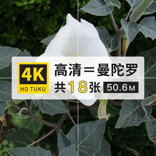 曼陀罗狗核桃花朵图库4K高清壁纸ps海报设计ppt背景jpg图片素材库