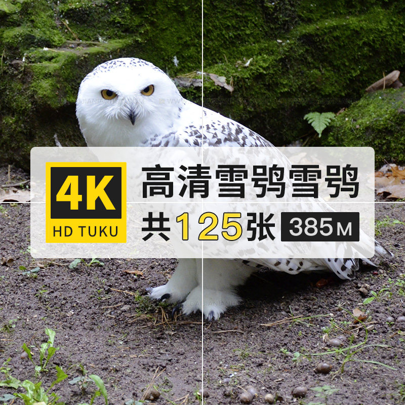 雪鸮雪枭白鸮雪鹰鸟类大图4k高清电脑图片壁纸ps海报背景jpg素材