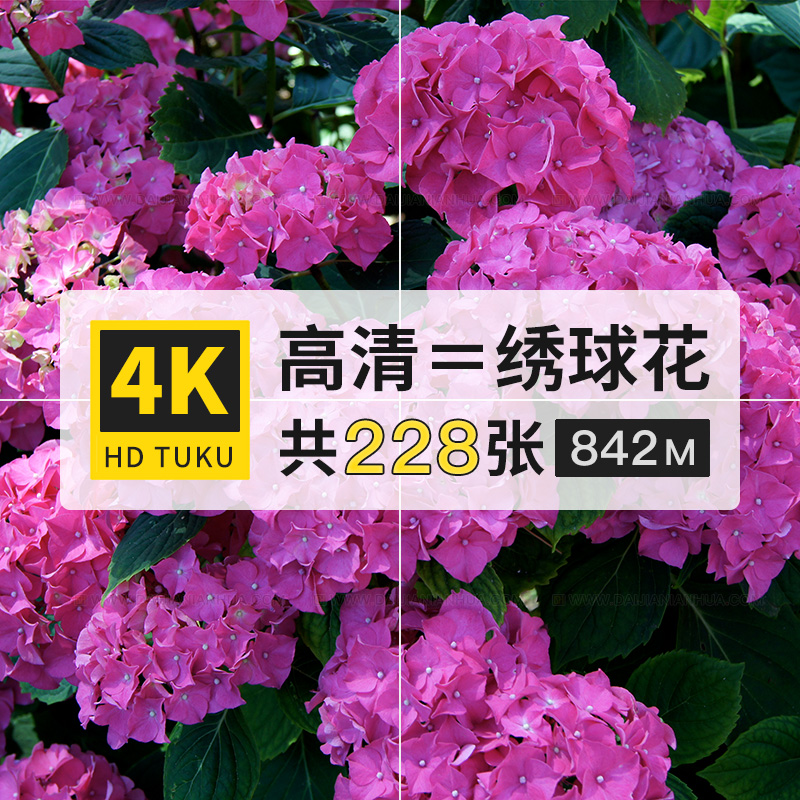 绣球花八仙花植物图片4K高清电脑壁纸ps设计美术绘画插画参考素材