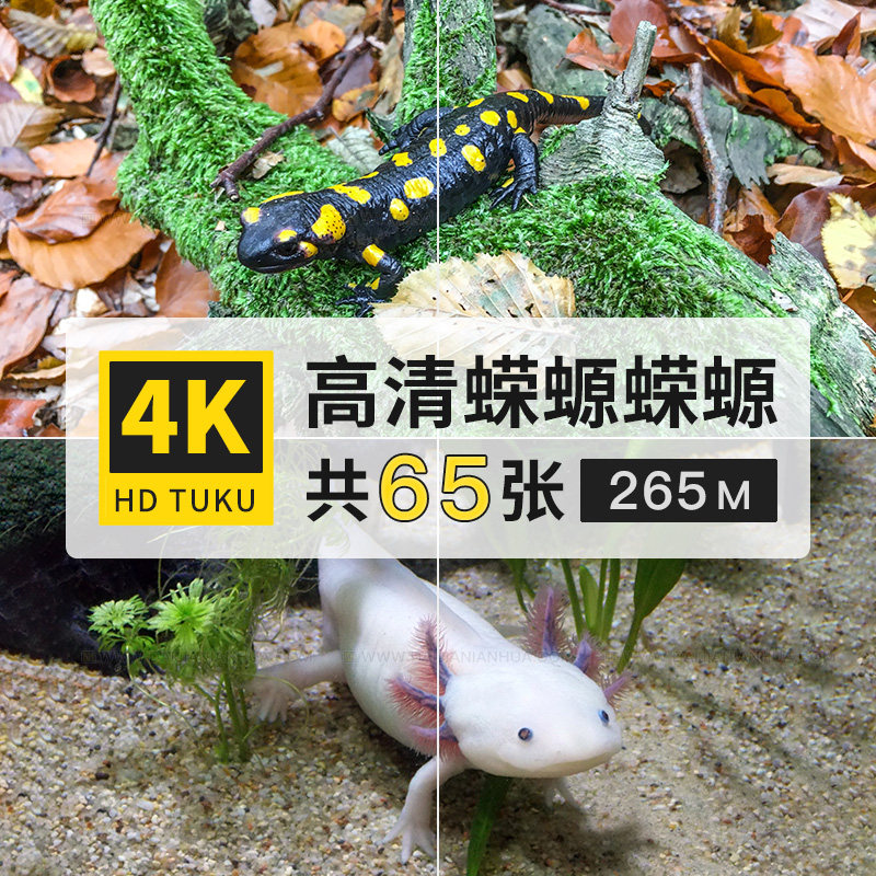 蝾螈四脚鱼两栖动物大图4k高清电脑图片壁纸海报绘画插画jpg素材