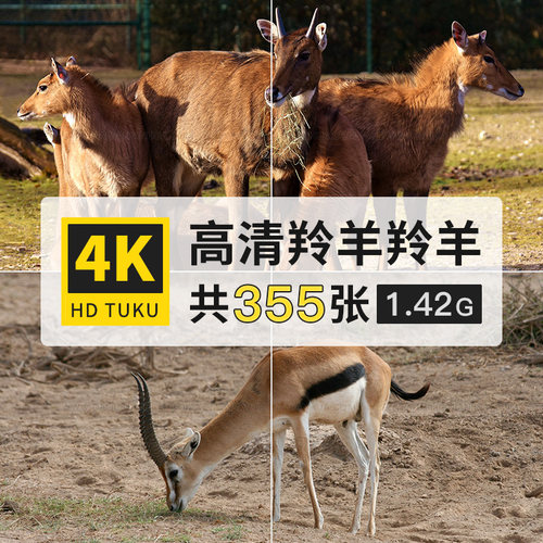 瞪羚跳羚大羚羊长角羚哺乳动物大图4K超高清电脑图片壁纸海报素材