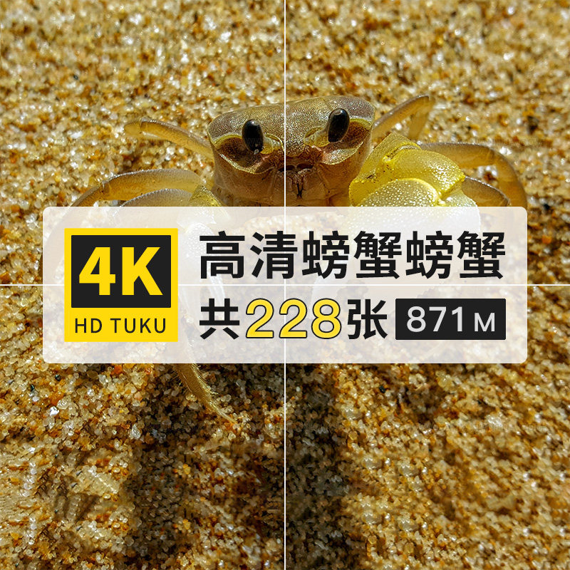 螃蟹甲壳动物大图4k高清电脑图片壁纸海报ps绘画插画参考jpg素材