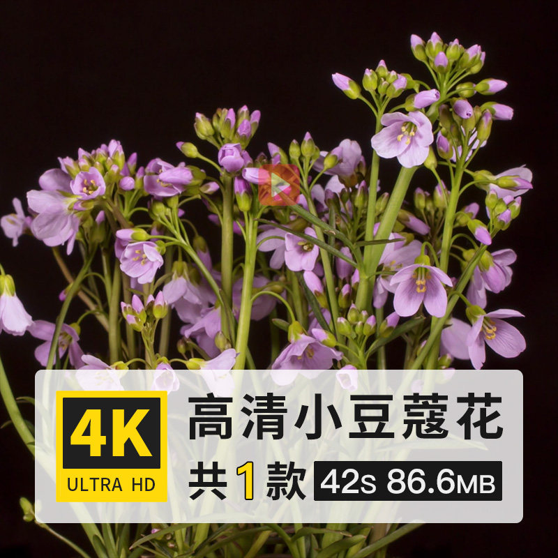 小豆蔻三角豆蔻开花盛开花朵绽放过程延时实拍4k高清短视频素材库