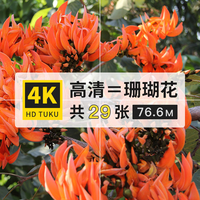 珊瑚花巴西羽花爵床科花朵植物4K超高清电脑图片摄影海报jpg素材