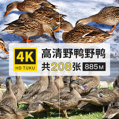 野鸭鸟纲鸭科动物大图4K高清电脑图片壁纸海报ps绘画插画参考素材