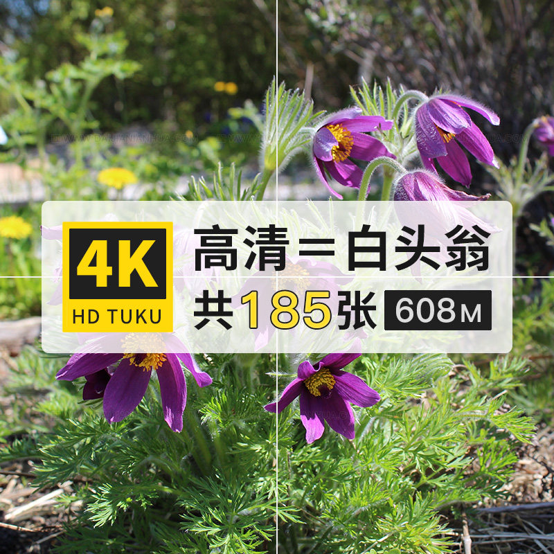 白头翁白头公野丈人毛茛科花朵花卉图片4K高清壁纸ps美术绘画素材,商务/设计服务,设计素材/源文件,淘宝优惠券,粉丝福利购,淘宝优惠卷