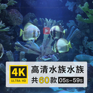 水族馆鱼类水母观赏动物实拍高清4K后期剪辑制作短视频参考素材库