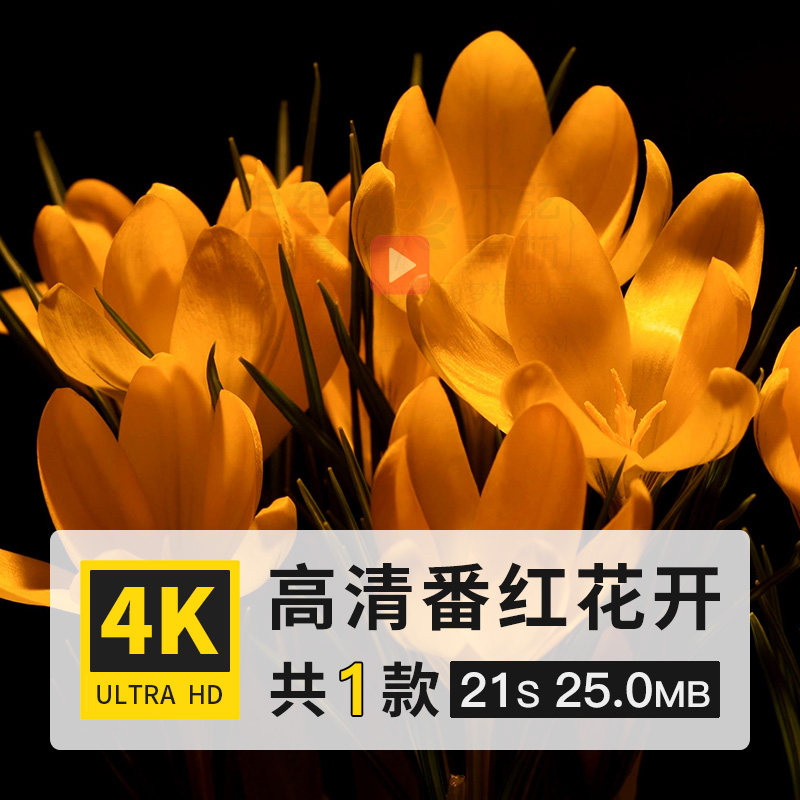 番红花藏红花花朵开花盛开绽放生长高清4k延时实拍特写短视频素材