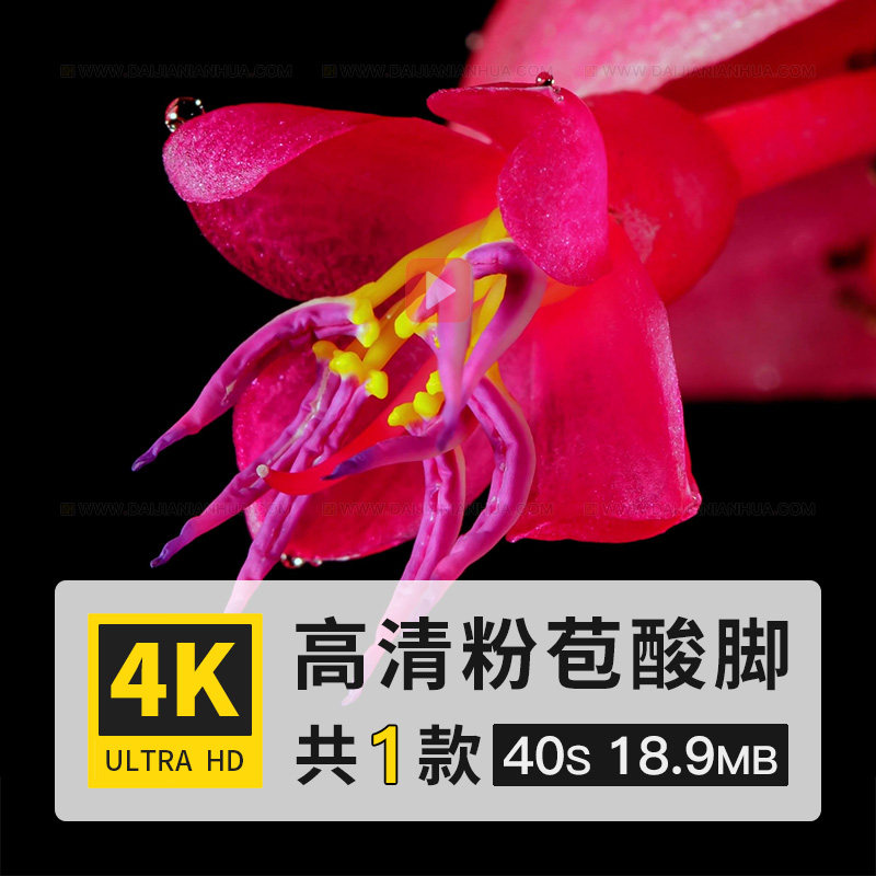 粉苞酸脚杆珍珠宝莲灯花野牡丹科花朵开生长过程高清4k短视频素材