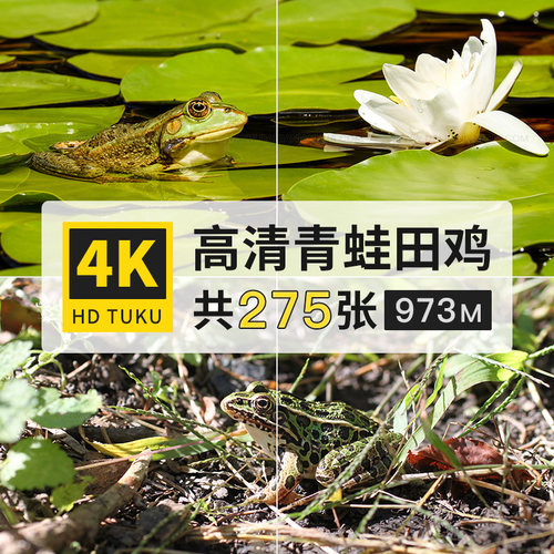 黑斑侧褶蛙青蛙田鸡两栖动物大图4K高清电脑图片壁纸海报jpg素材