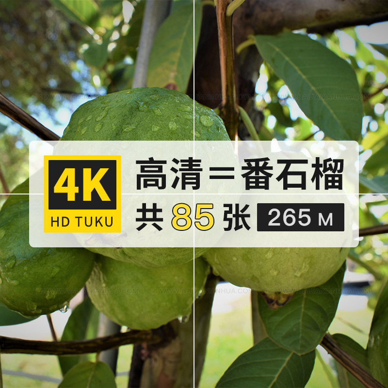 番石榴芭乐鸡屎果水果4K高清电脑图片壁纸ps海报背景大图jpg素材