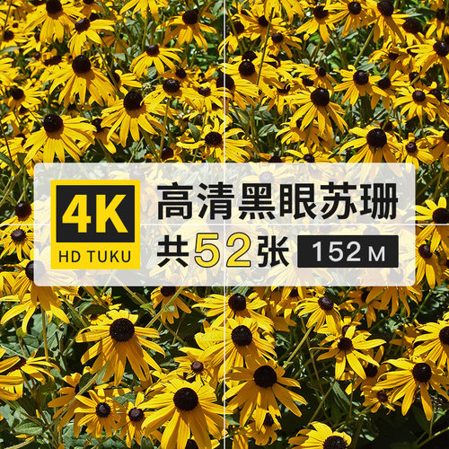 黑眼苏珊翼叶山牵牛4K高清电脑壁纸ps设计ppt背景jpg图片海报素材