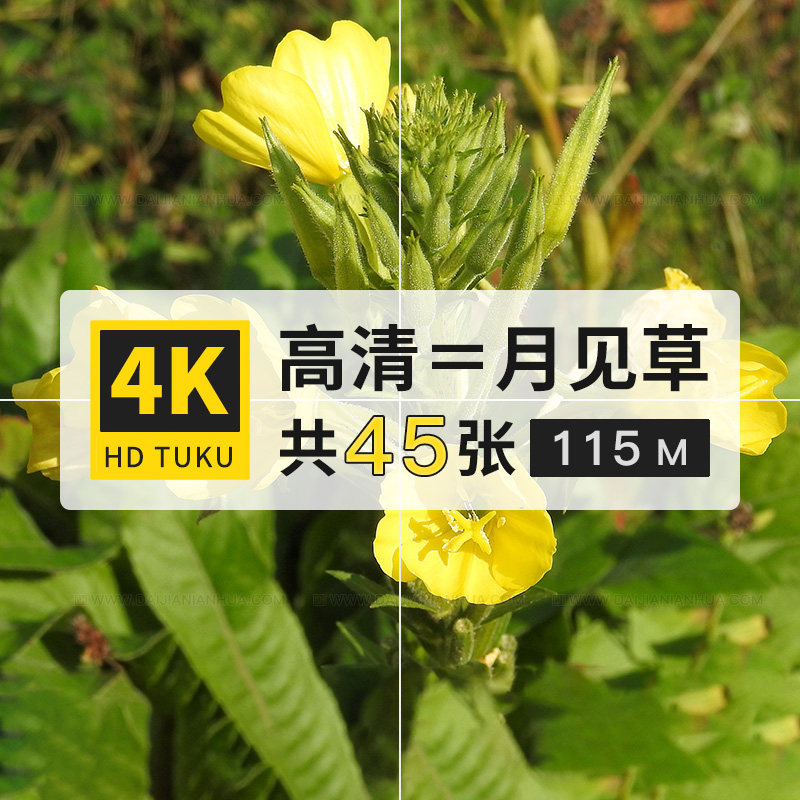 月见草山芝麻夜来香图片素材库4k高清壁纸ps设计美术绘画插画参考