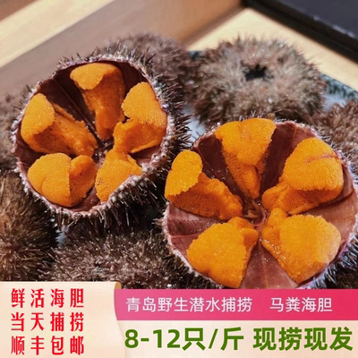 青岛崂山马粪海胆鲜活即食食材料海胆刺身新鲜生鲜海鲜水产活鲜