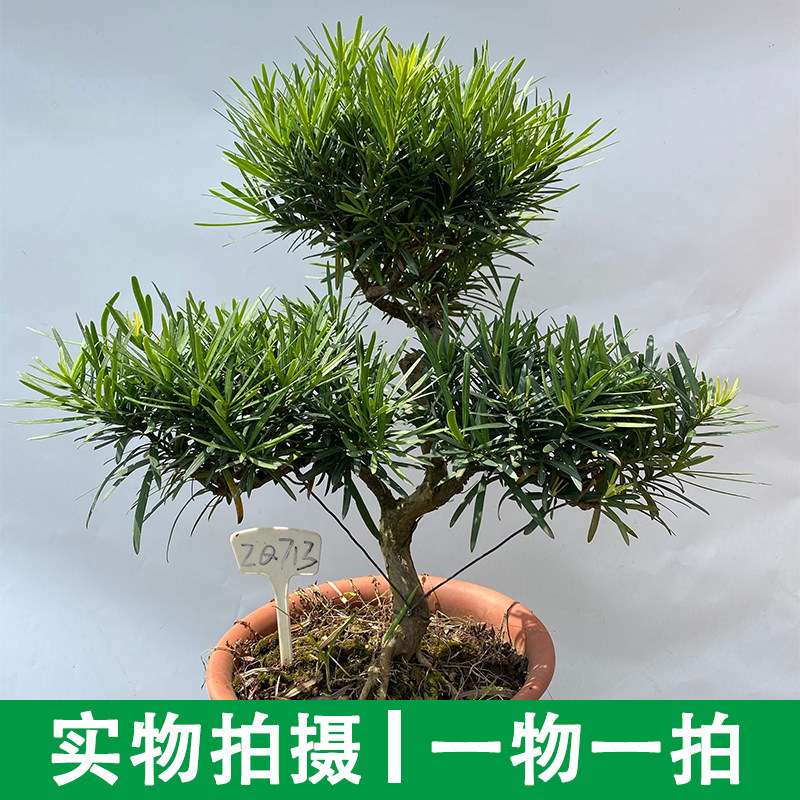 罗汉松盆景实物一物一图一拍造型球型六年老桩罗汉松素材室内庭院