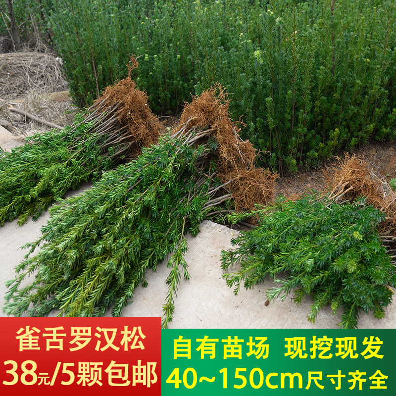 雀舌罗汉松小苗造型包邮