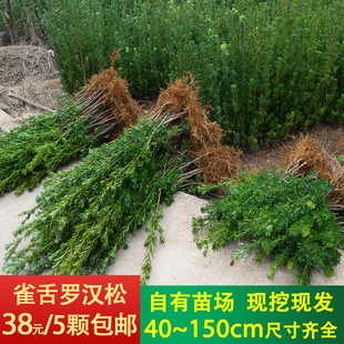 雀舌罗汉松树苗 小叶罗汉松盆景 罗汉松小苗造型小树苗罗汉松包邮