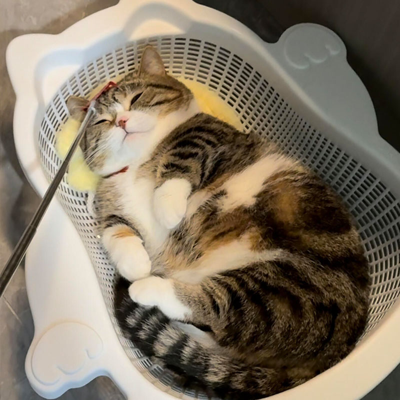 菜篮子猫窝平替四季通用透气承重强耐磨透气加厚PP材质大容量