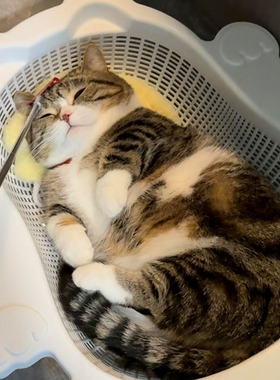 菜篮子猫窝平替四季通用透气承重强耐磨透气加厚PP材质大容量