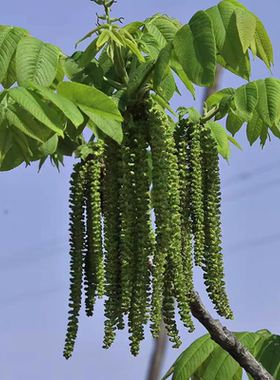核桃花干甘肃陇南康县特产核桃花农家核桃花扭扭高山核桃花晒干