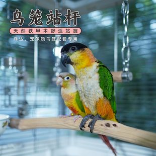 鹦鹉站杆天然铁甲木坚硬耐啃磨嘴随型笼内棍达洋宠尔顿鸟笼配件