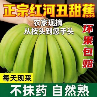云南威尼斯香蕉新鲜9斤包邮当季热带新鲜孕妇水果高山绿皮香蕉
