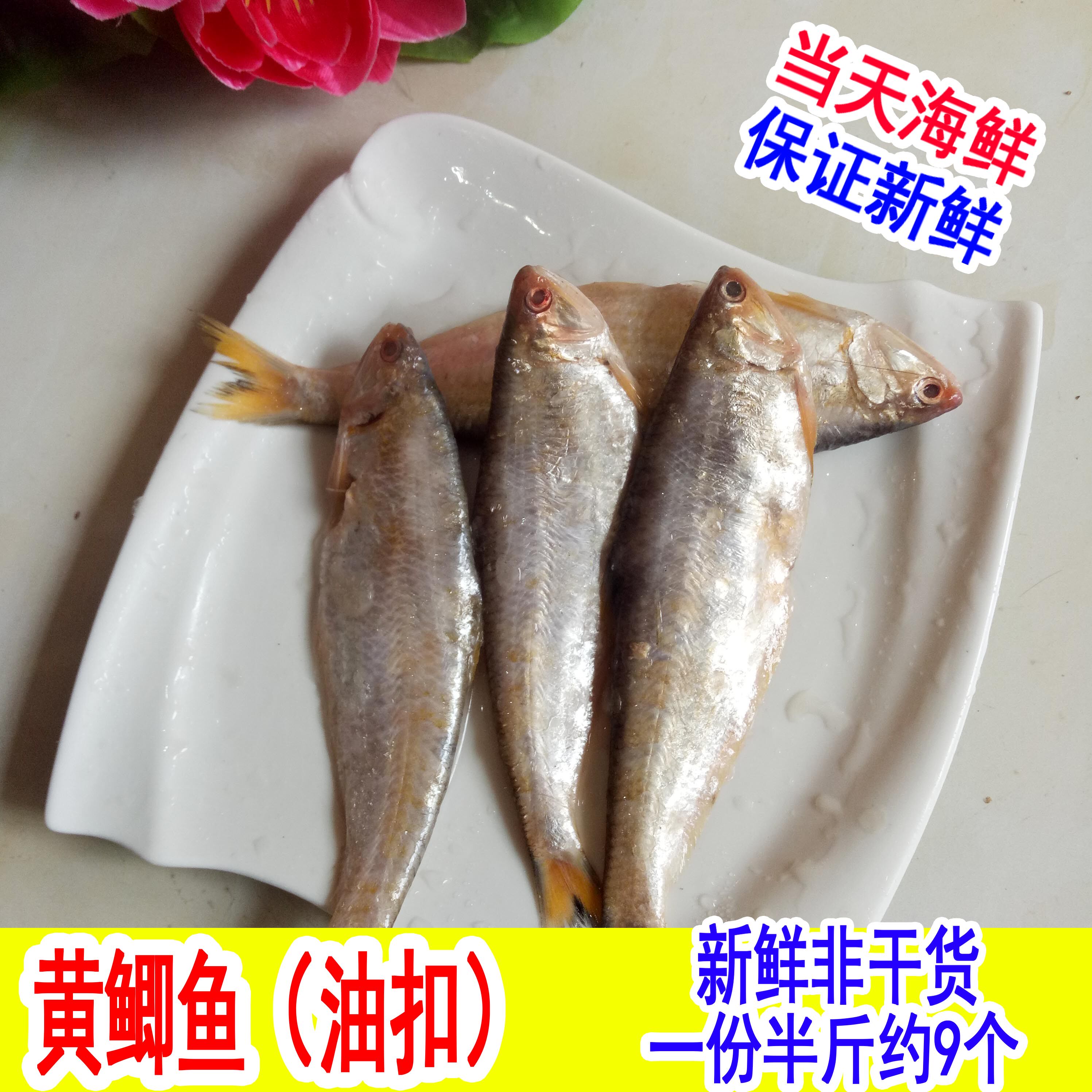 新鲜野生黄鲫鱼黄鲫子鱼黄尖子毛扣鱼油扣马口鱼海鱼烤子鱼海鲜捕