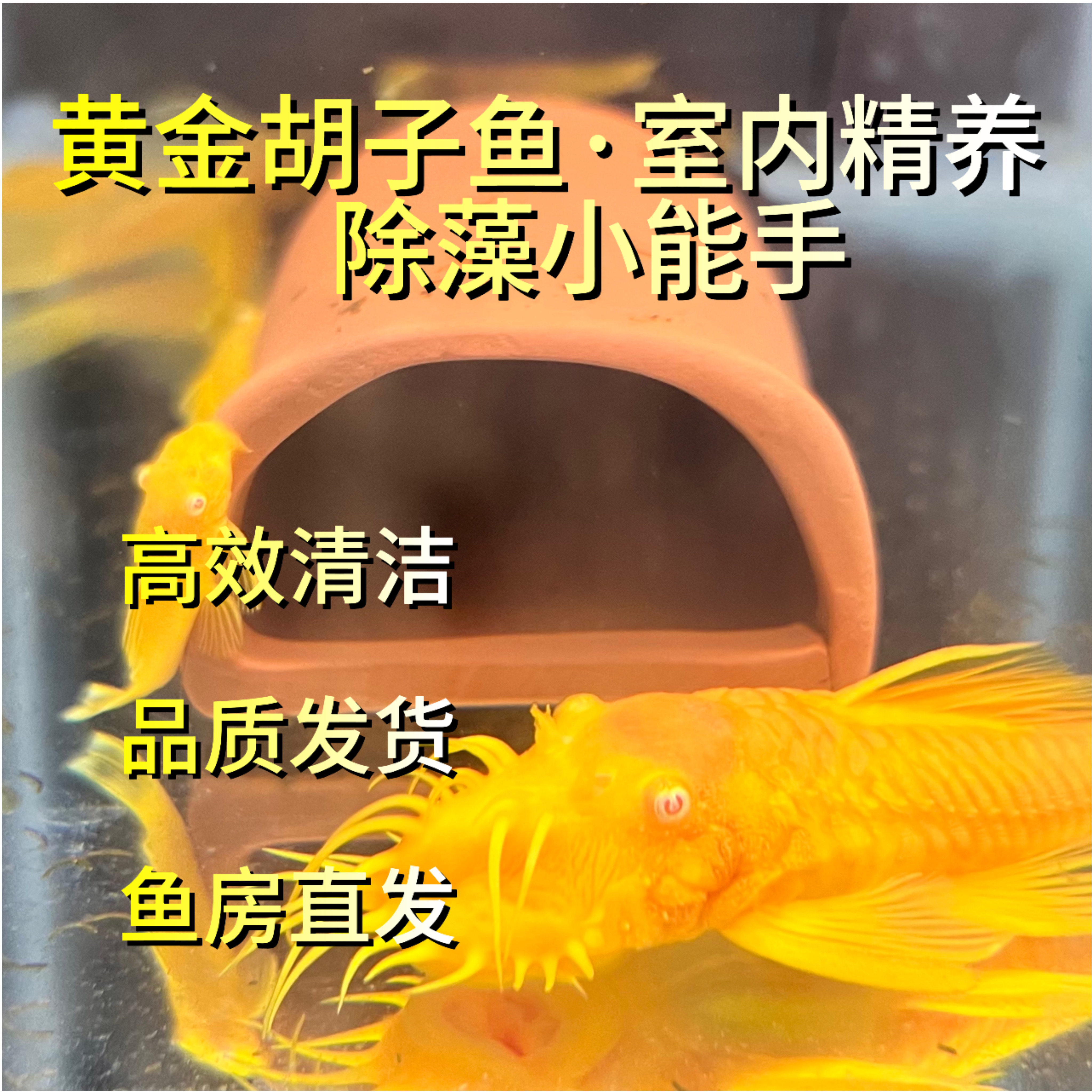 黄金胡子黄金大胡子大帆鱼胡子鱼红蓝眼随机清洁缸壁除绿藻褐藻