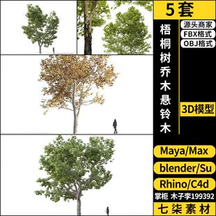Rhino犀牛C4D梧桐树乔木悬铃木SU/blender/3Dmax模型FBX OBJ MAYA
